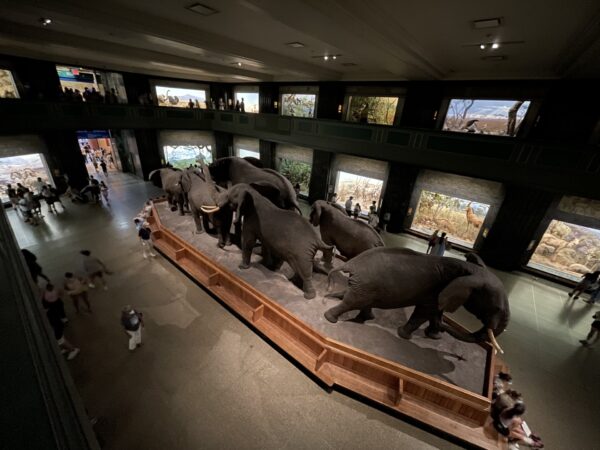 American Museum of Natural History - Image 8