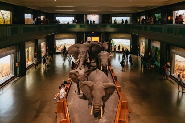 American Museum of Natural History - Image 7