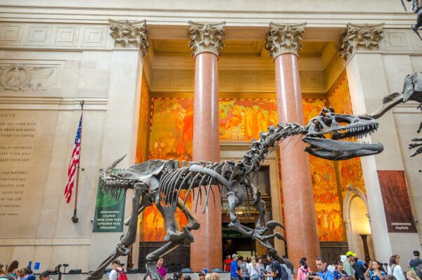 American Museum of Natural History - Image 6