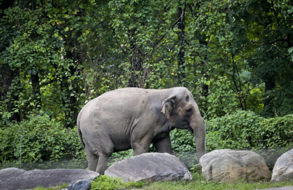 Bronx Zoo - Image 7