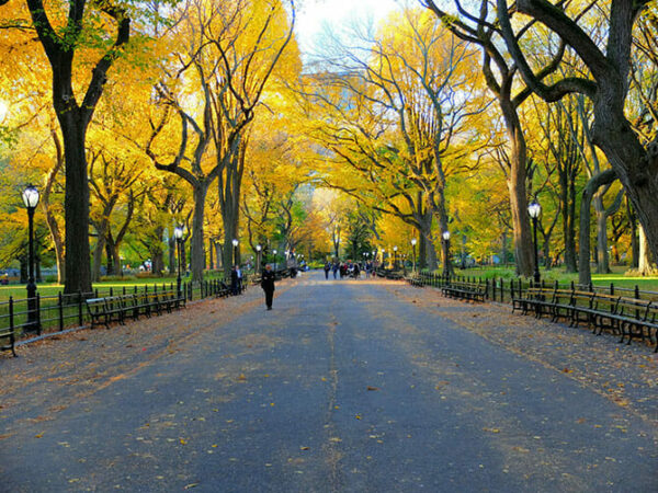 Central Park - Image 7