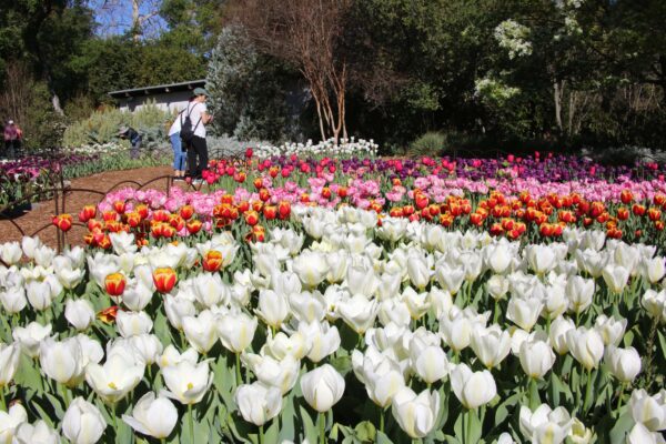 Descanso Gardens - Image 5