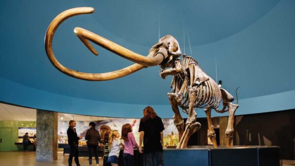 La Brea Tar Pits and Museum