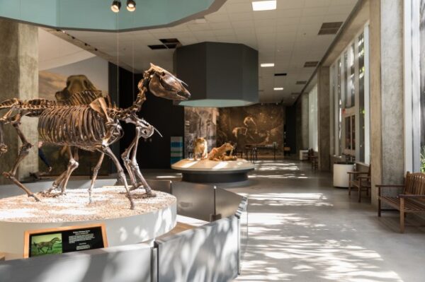 La Brea Tar Pits and Museum - Image 8