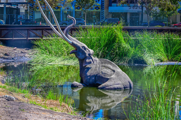 Lake Pit at the La Brea Tar Pits - Image 5