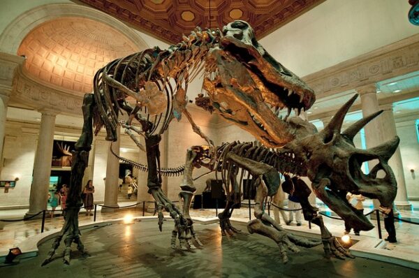 Natural History Museum of Los Angeles County - Image 2