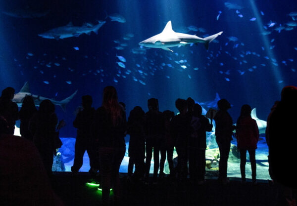 New York Aquarium - Image 8