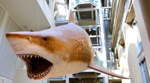 Natural History Museum - Image 6