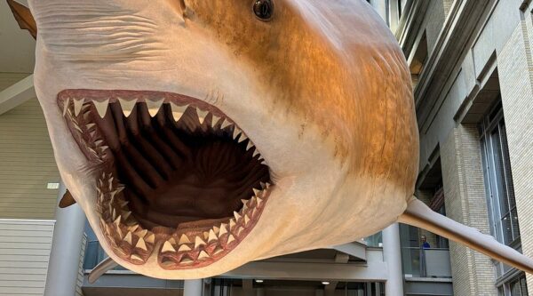 Natural History Museum - Image 7