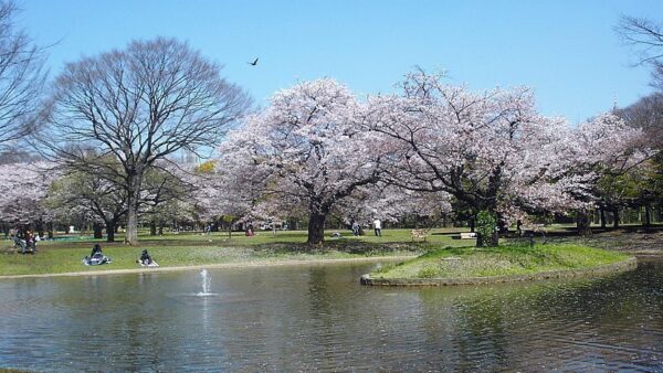 Yoyogi Park - Image 2